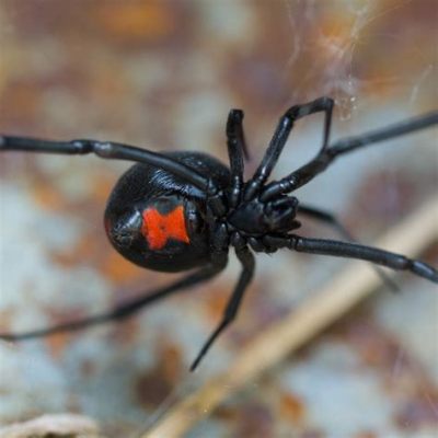 Show Me a Picture of a Black Widow Spider: A Journey into the Mystique of Nature's Enigma