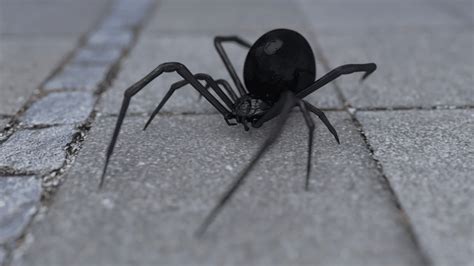 Show me a picture of a black widow spider, and let's discuss the intricate dance of nature's paradoxes.