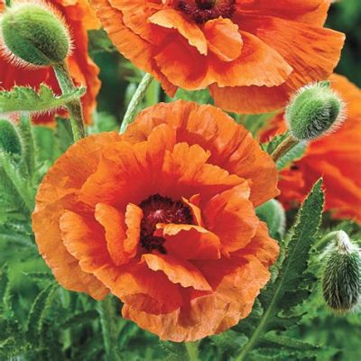 Where Can I Buy Poppy Flowers?